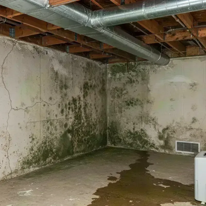 Professional Mold Removal in Chariton County, MO